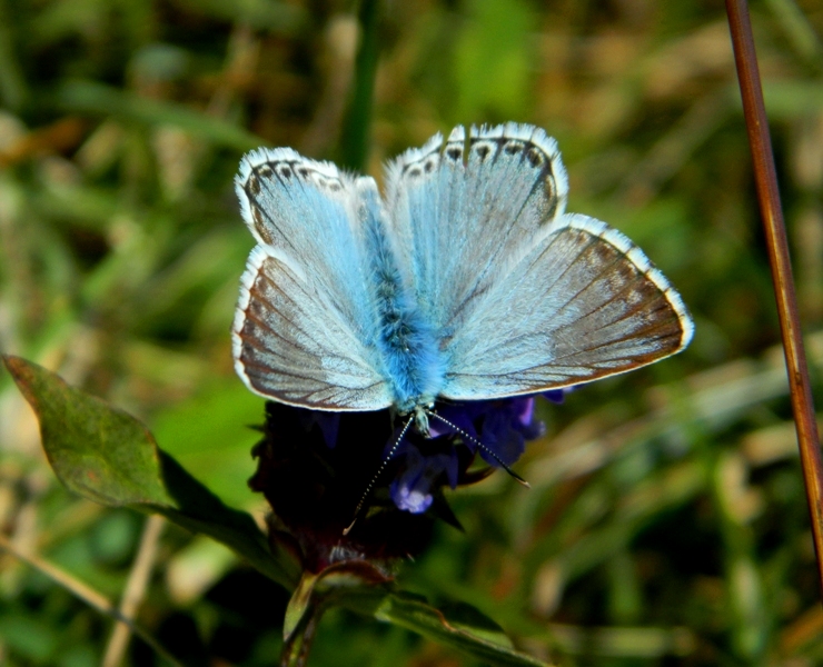 Polyommatus (Lysandra) coridon